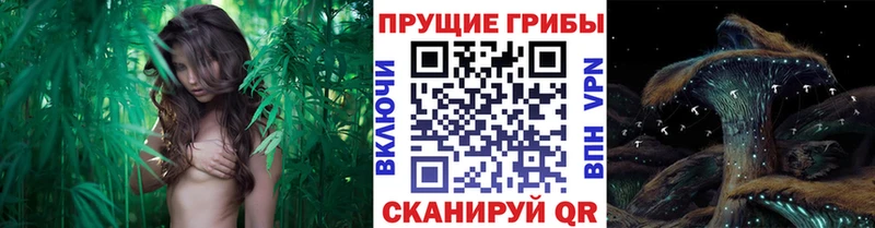 Псилоцибиновые грибы прущие грибы  Архангельск 